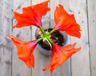 免费用虚拟号码发短信